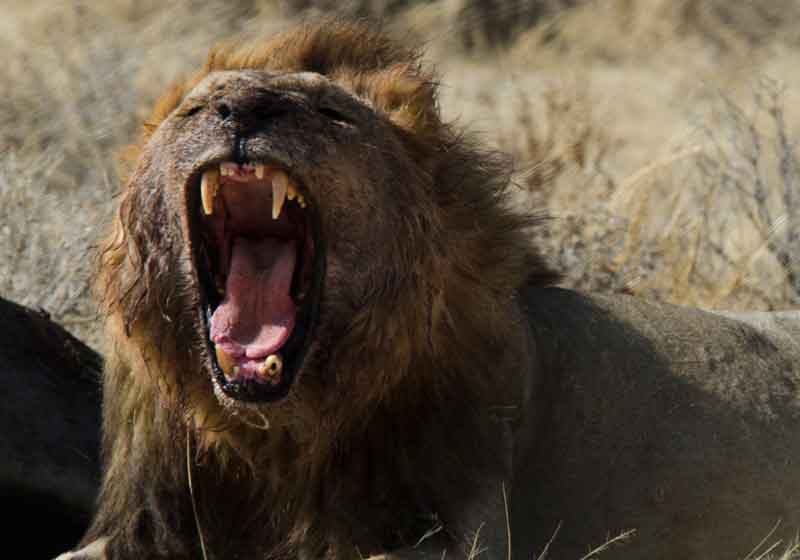 03 - Namibia - leones comiendo - parque nacional de Etosha